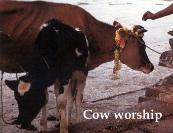 Cow worship during Pongal